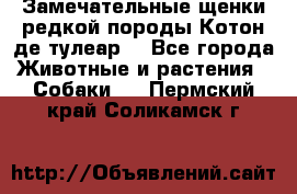 Замечательные щенки редкой породы Котон де тулеар  - Все города Животные и растения » Собаки   . Пермский край,Соликамск г.